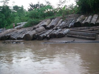 Illegal timber from Saweto / Image: UAC